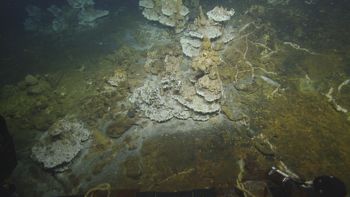 Media type: image;   Malacology 392696 Description: live specimen;
